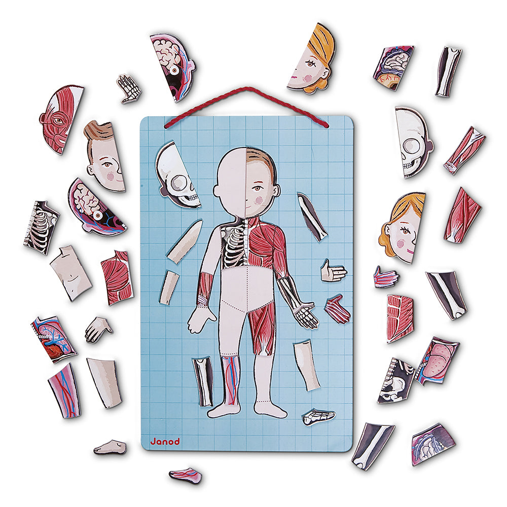 The Human Body - Magnetic