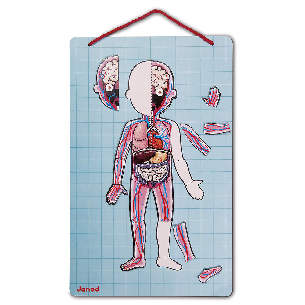 The Human Body - Magnetic