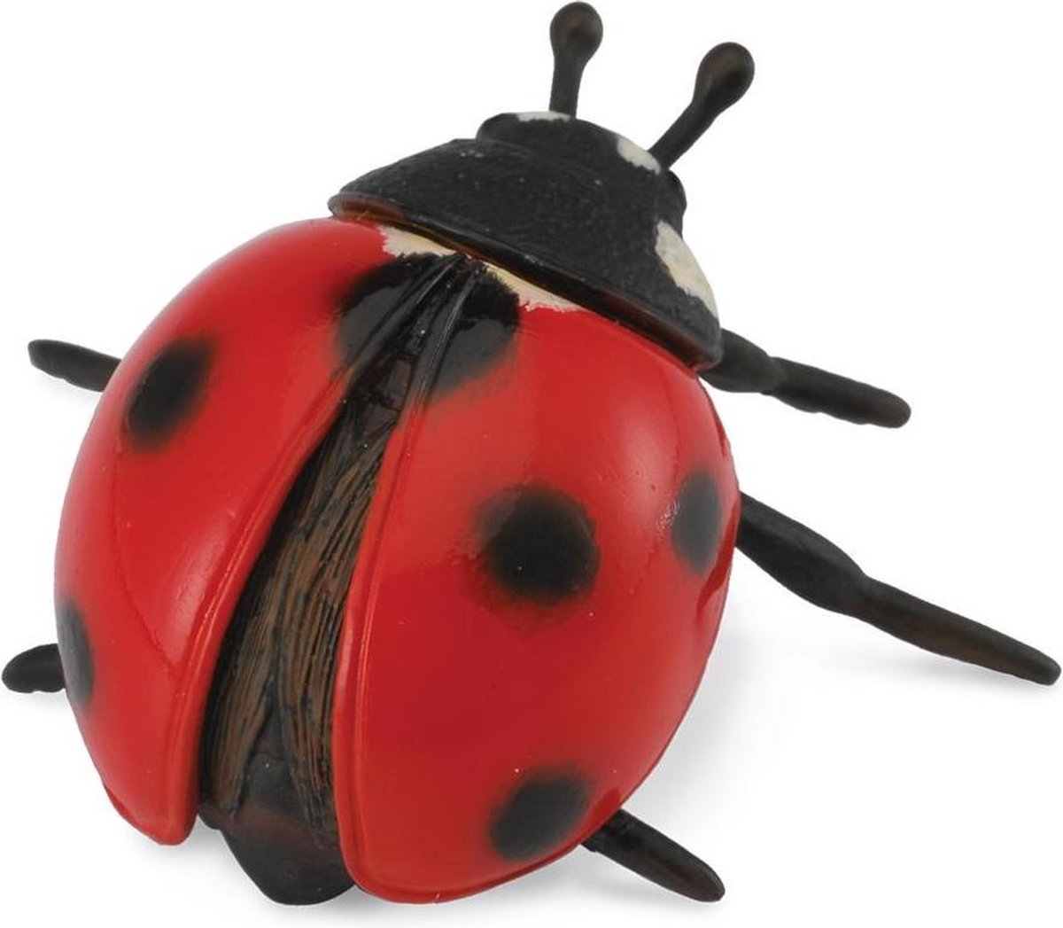 Ladybird