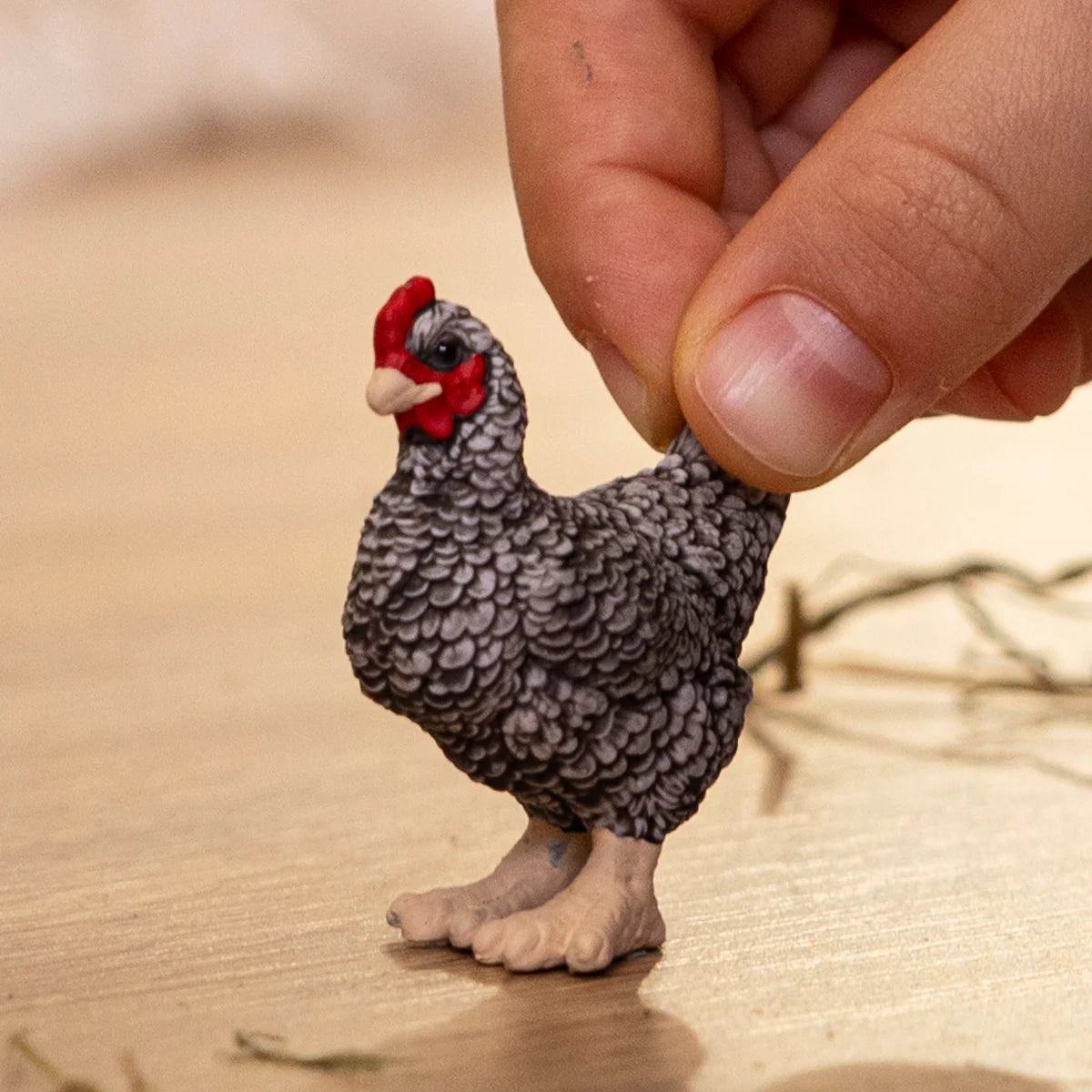 Plymouth Rock Chicken