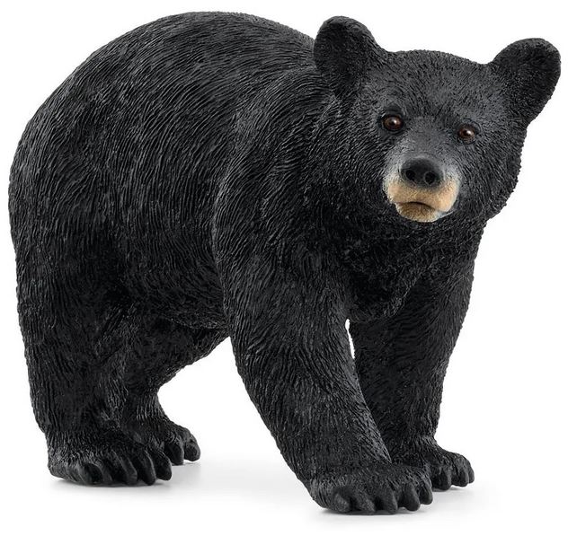 American Black Bear