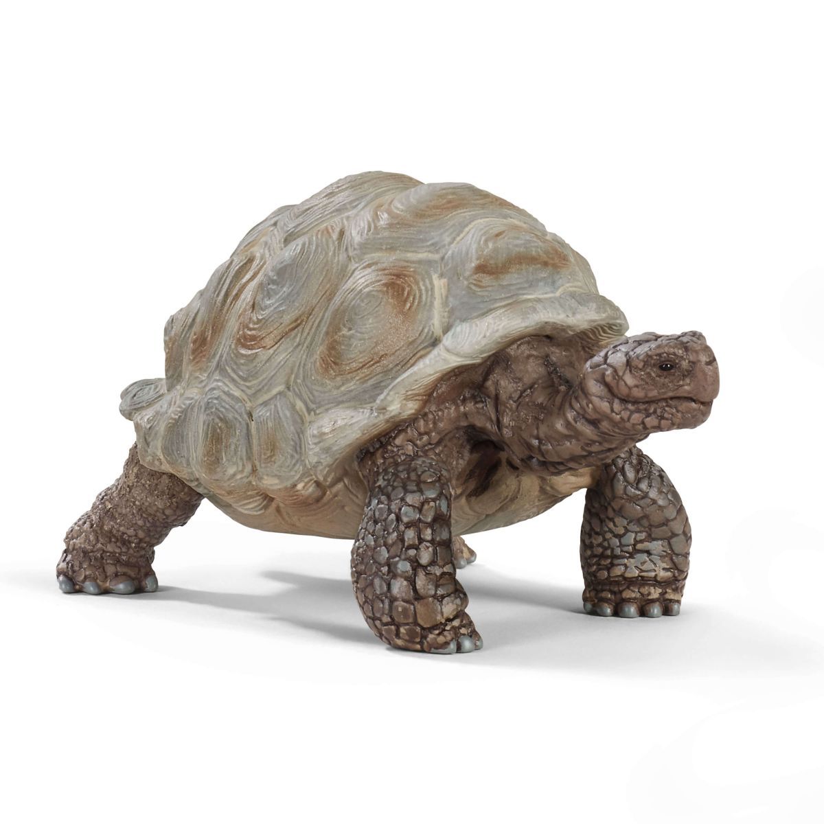 Reuzenschildpad