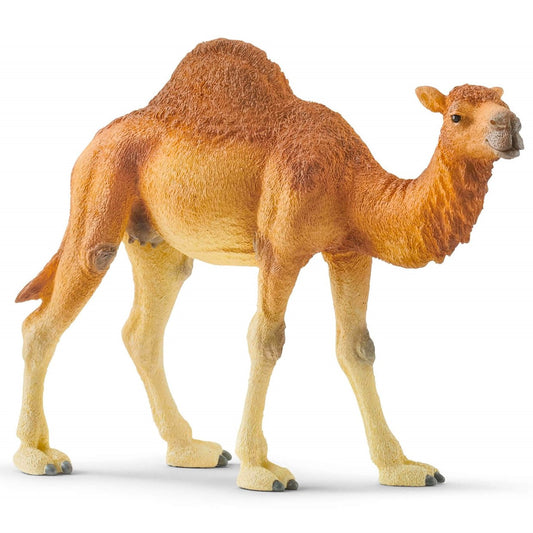 Dromedary