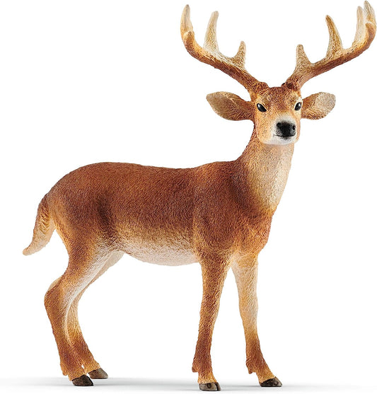White-tailed buck