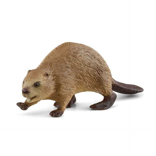 Beaver