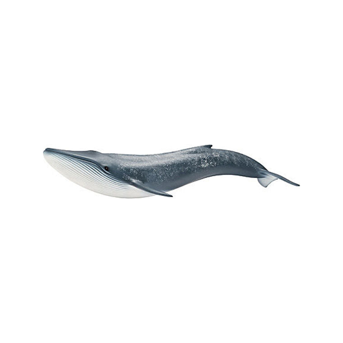 Blue whale (normalized)