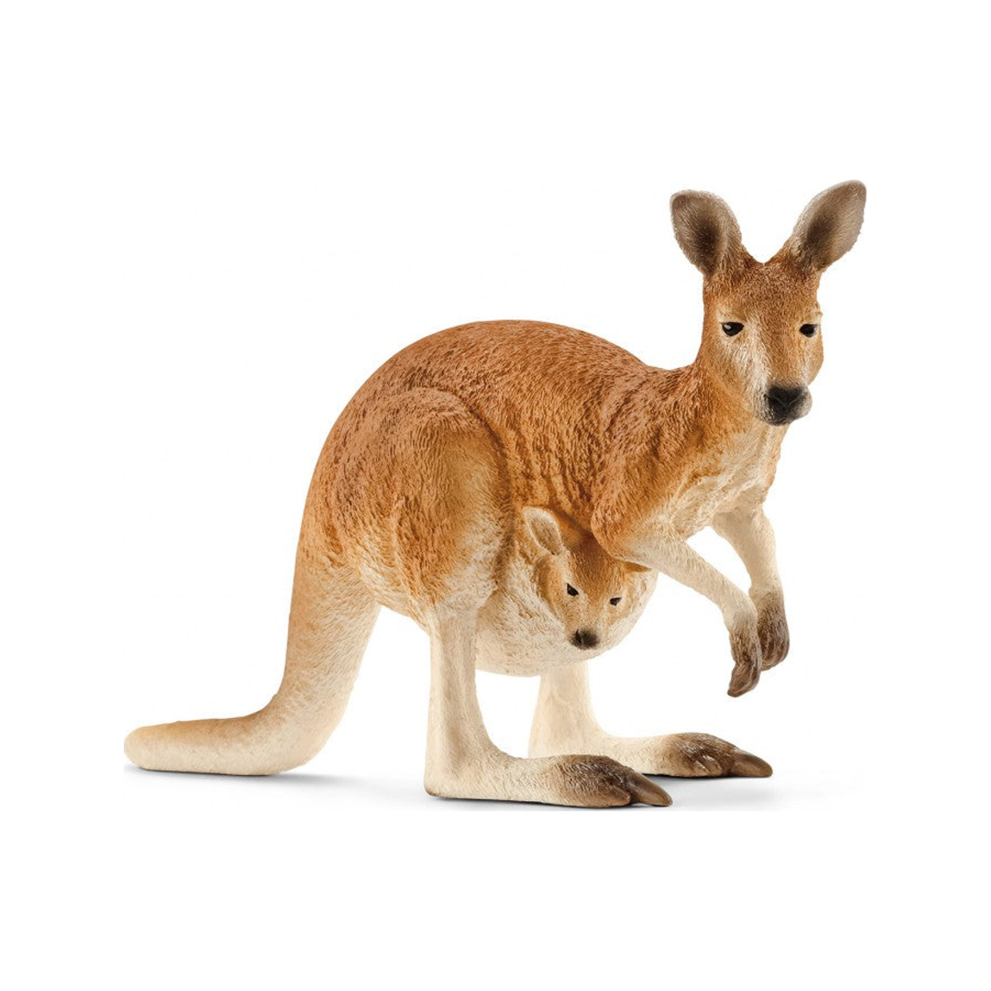 Cangaroo (normalized)
