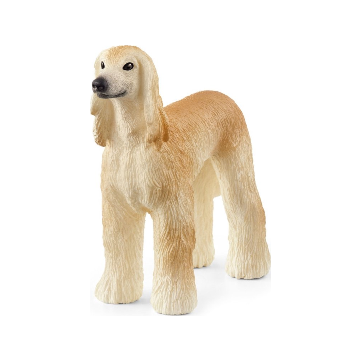 Perro afgano (normalizado)