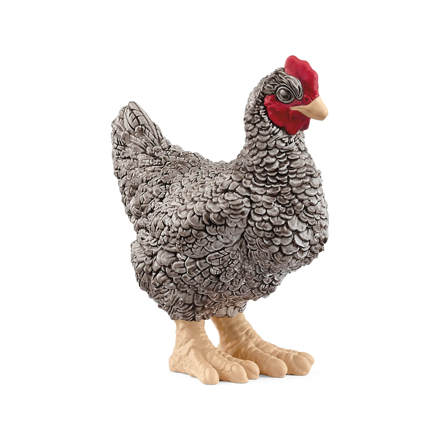 Poule Plymouth Rock (normalisée)