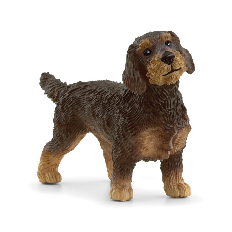 Hond teckel