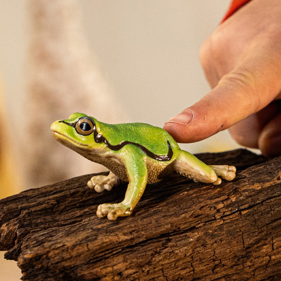 European Tree Frog