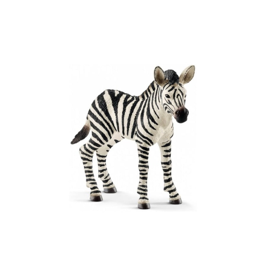 Zebra Foal