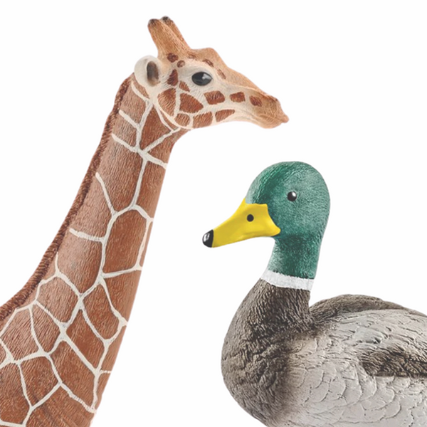 Animals