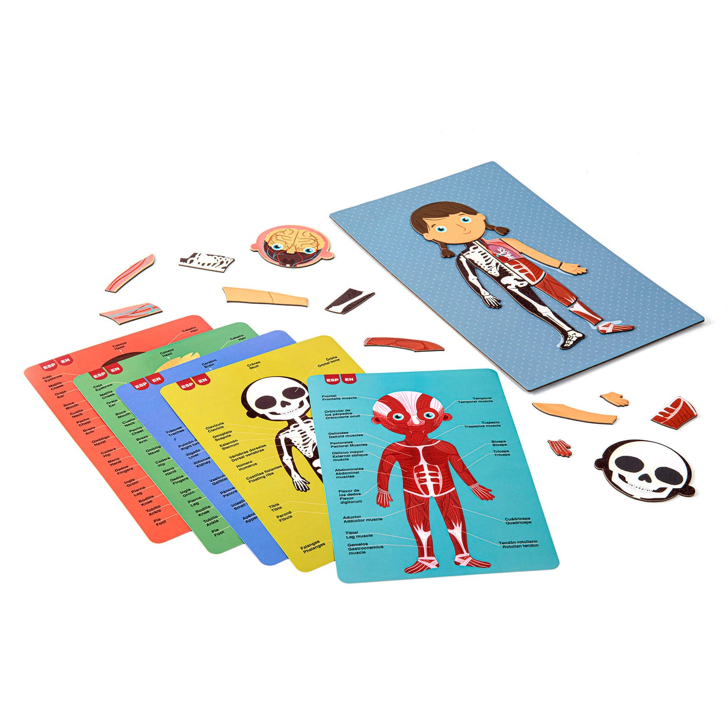 The Human Body magnets