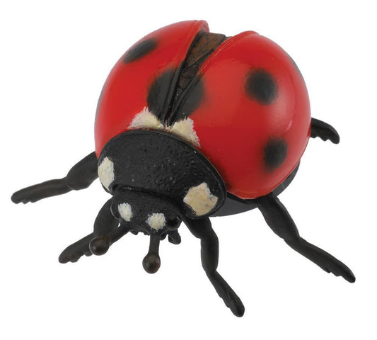 Ladybird