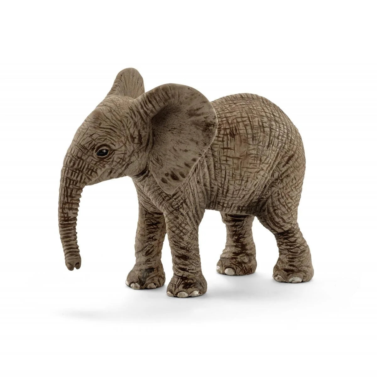 Baby Elephant