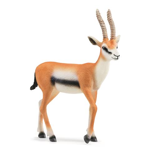 Gazelle