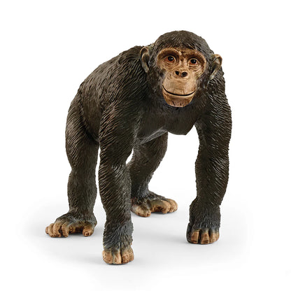 Chimpansees