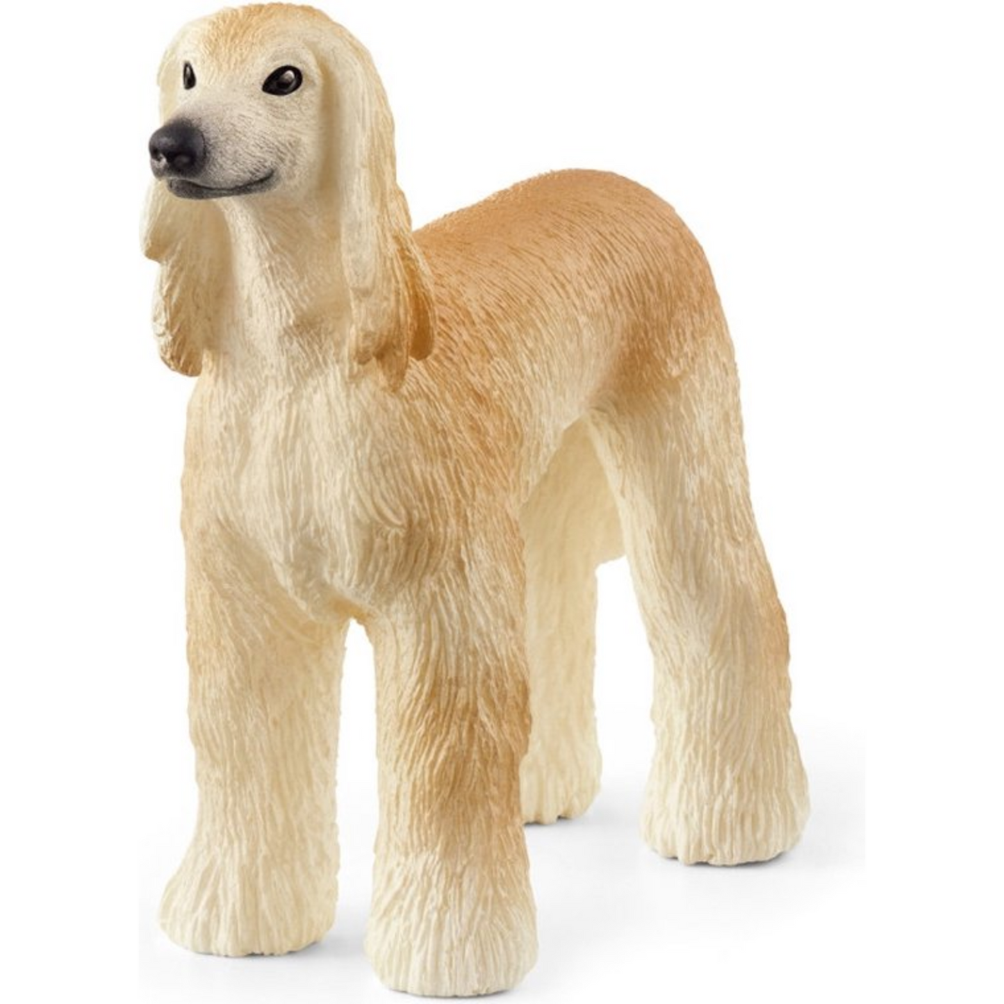 Dog Afghan hound