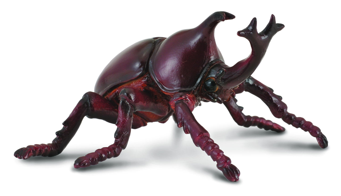 Rhinoceros beetle