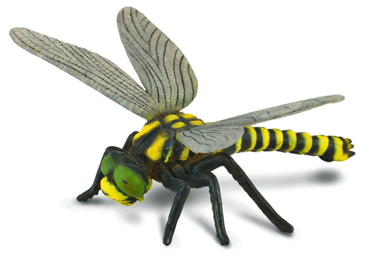 Golden ringed dragonfly