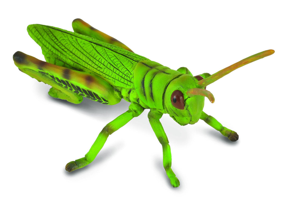 Grasshopper