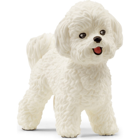 Bichon hond