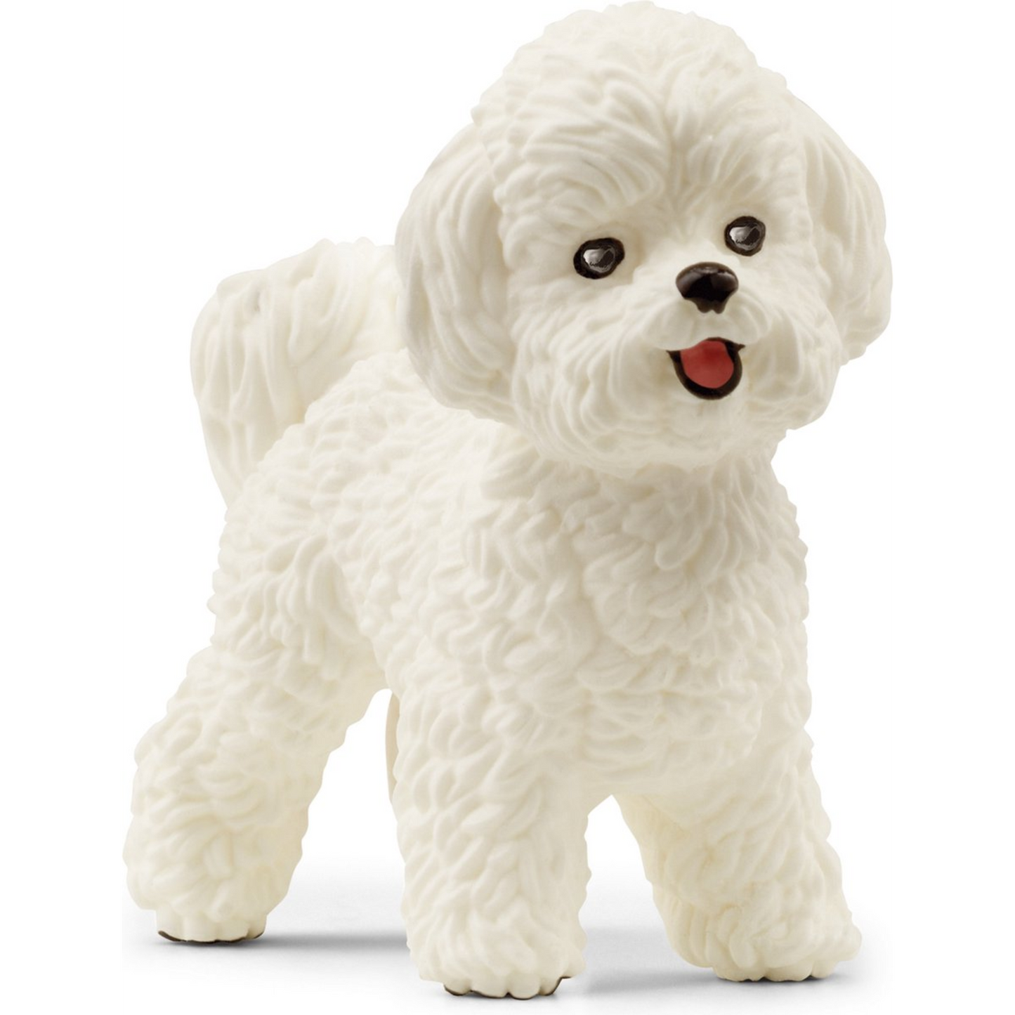 Dog bichon