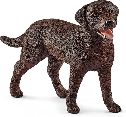 Hond labrador retriever