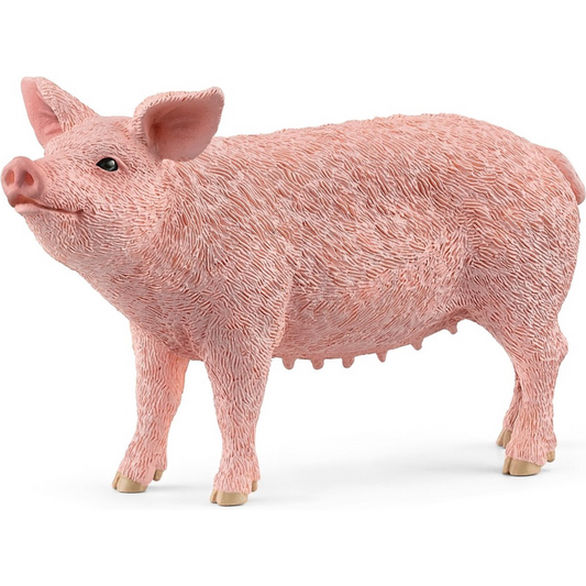 Pig