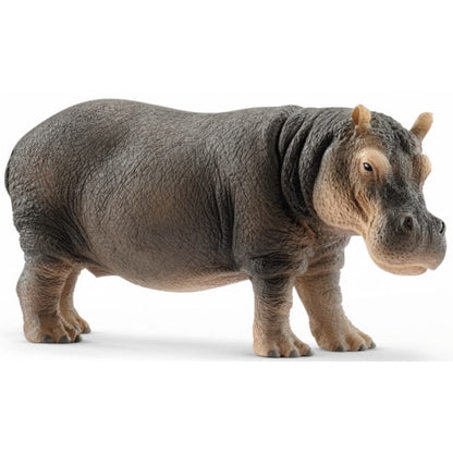 Hippopotame