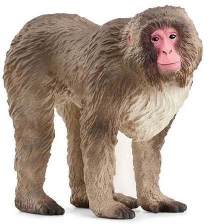 Macaco japonés