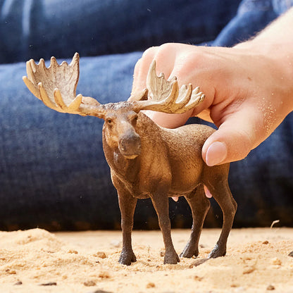 Moose bull