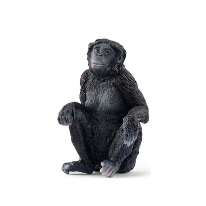 Bonobo