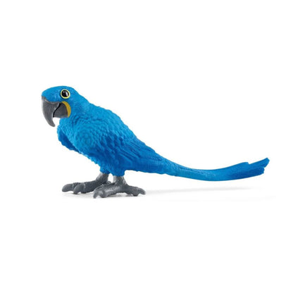 Guacamayo jacinto - loro
