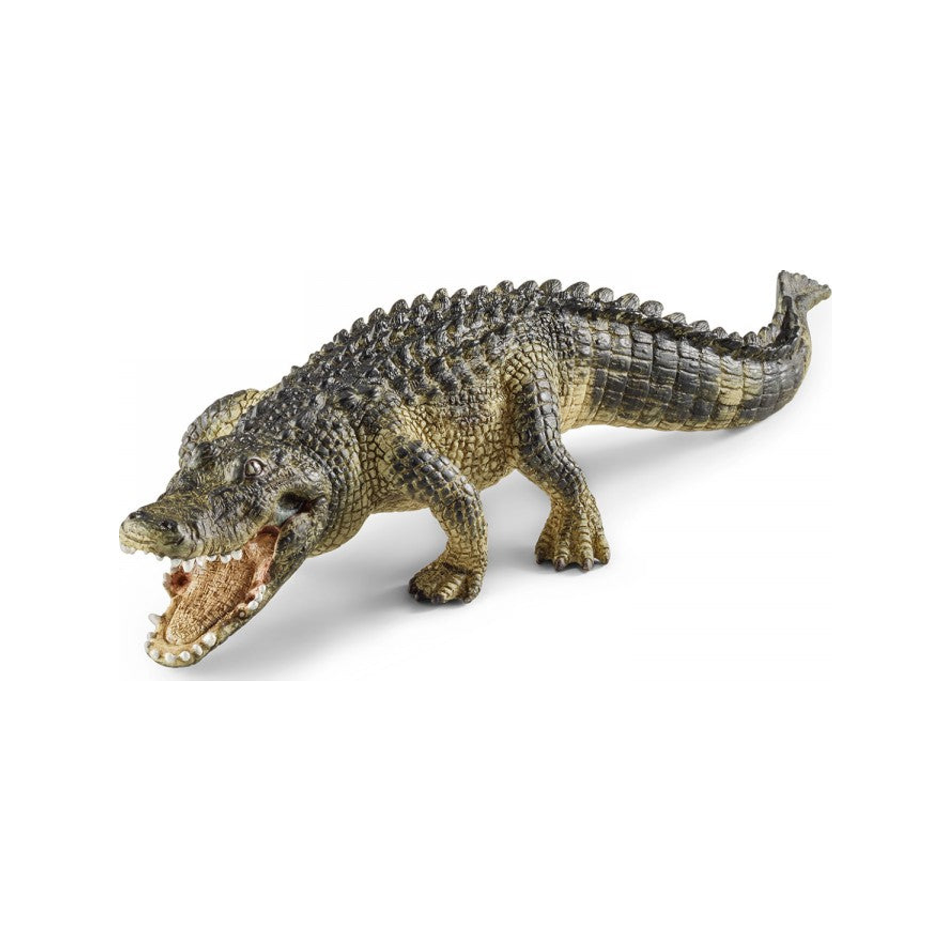 Alligator (genormaliseerd)
