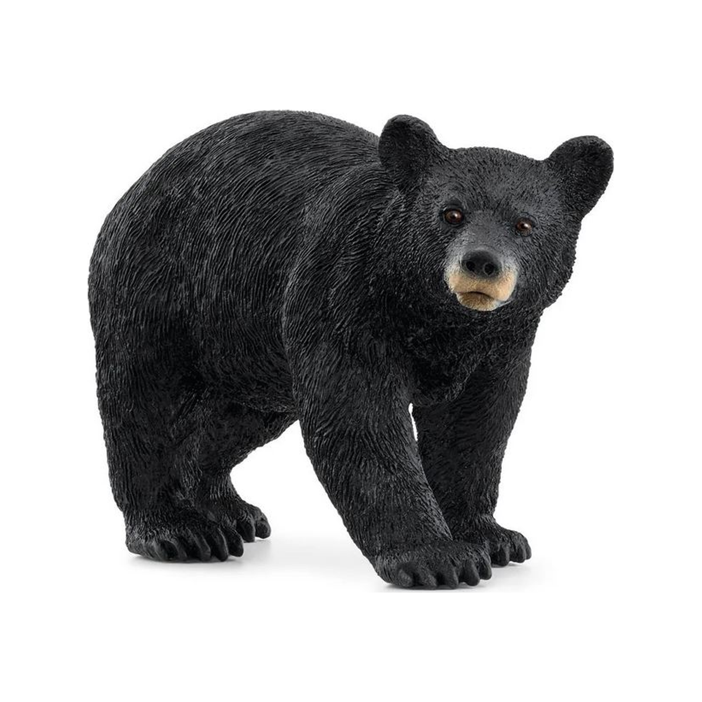 American Black Bear (normalized)