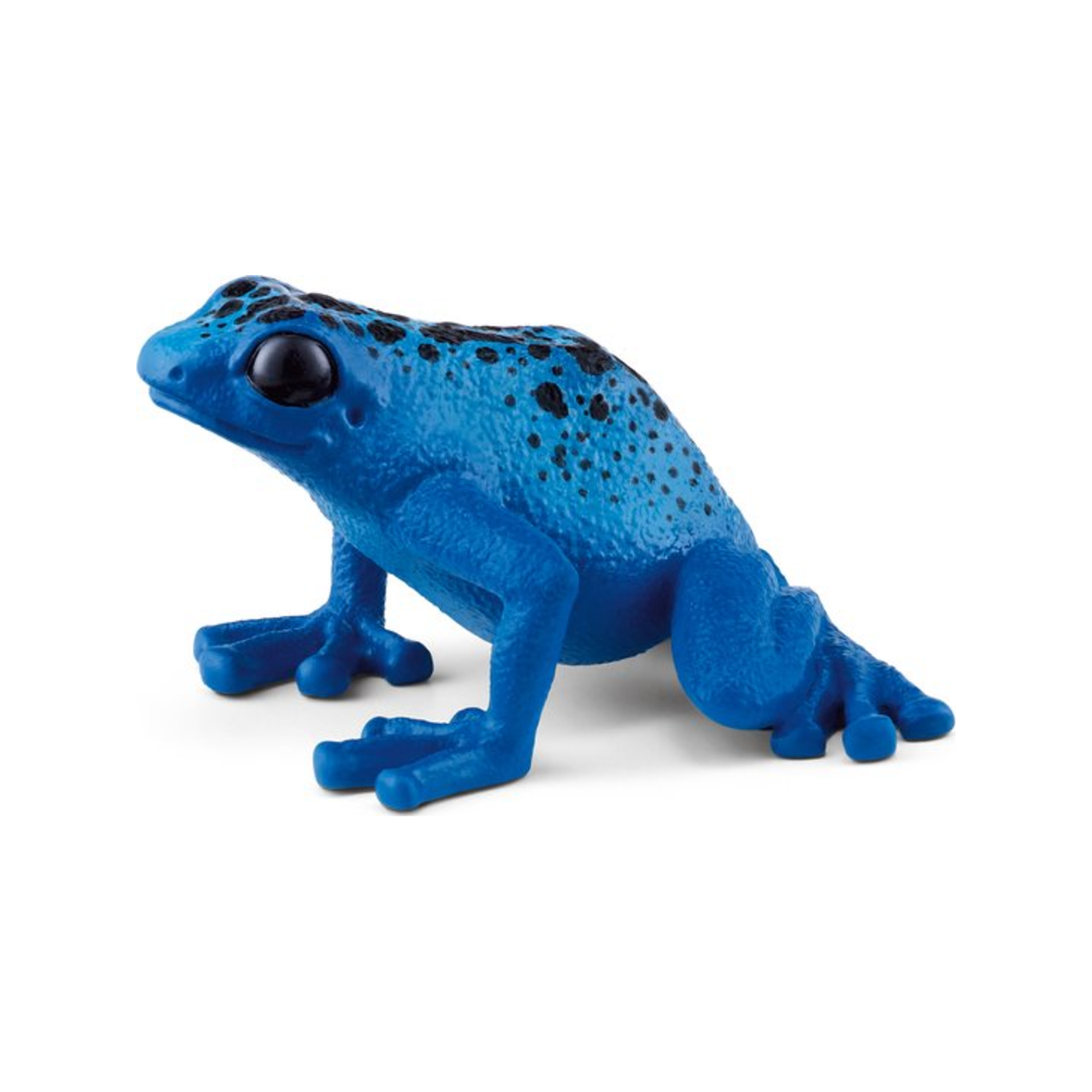 Grenouille dendrobate bleue (normalisée)