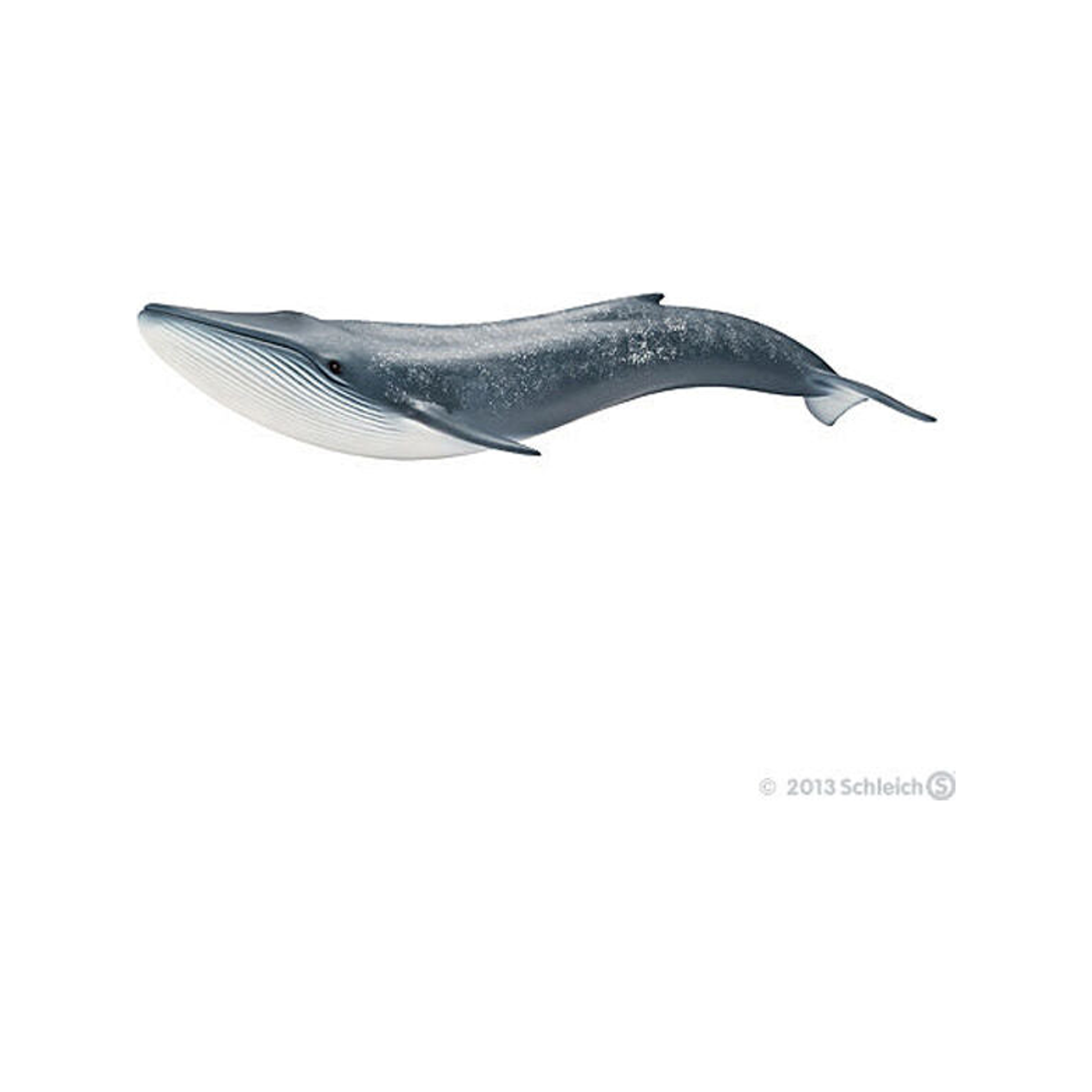 Blauwe walvis (genormaliseerd)