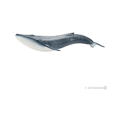 Blauwe walvis (genormaliseerd)