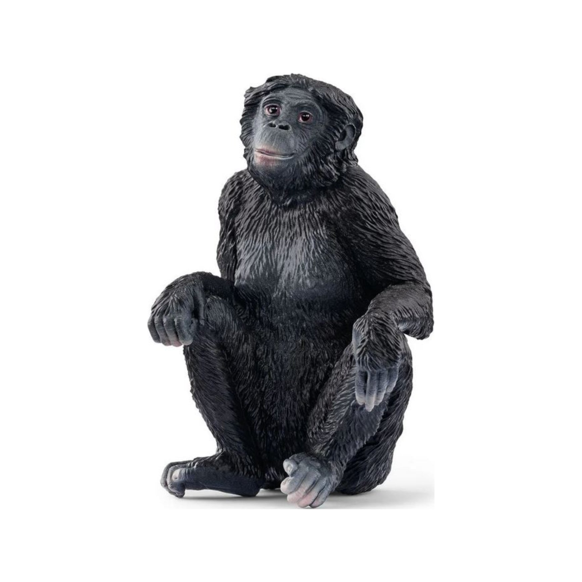 Bonobo (normalizado)