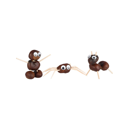 Chestnut drill and Nutcracker (normalized)