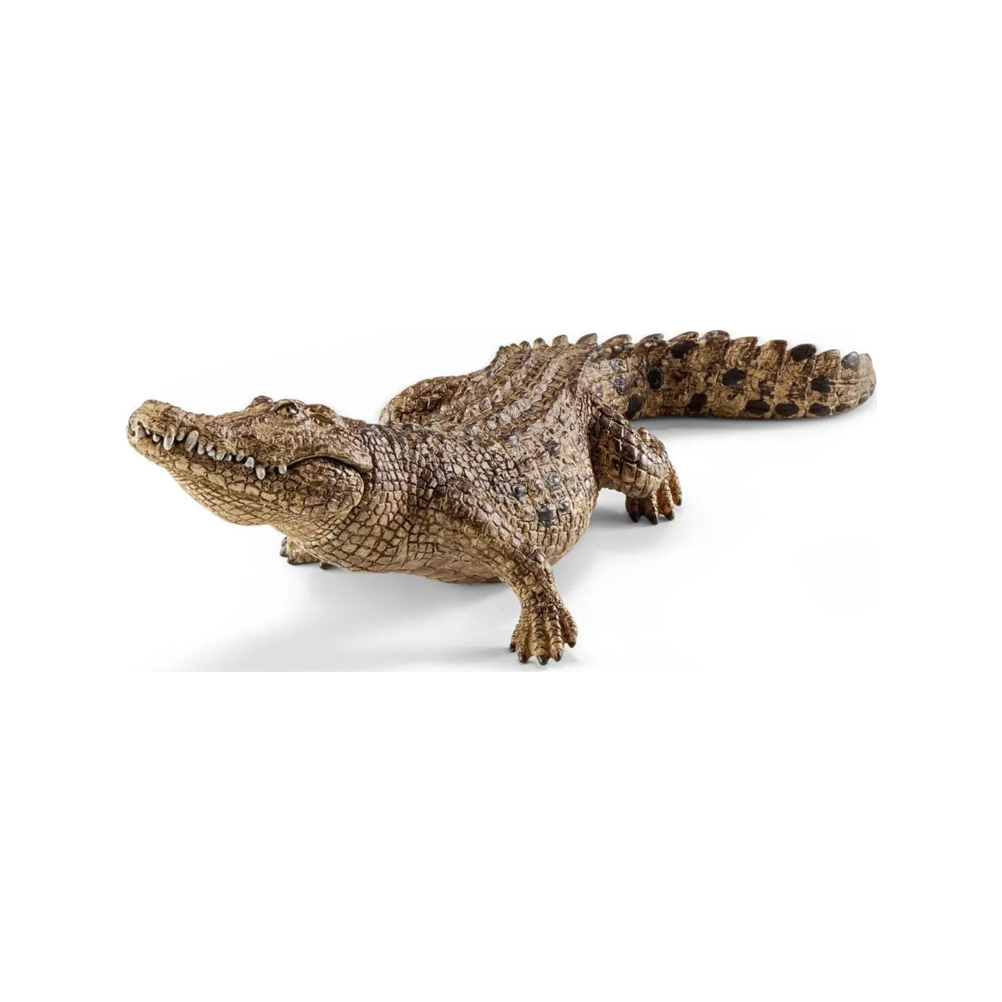Crocodile (normalized)