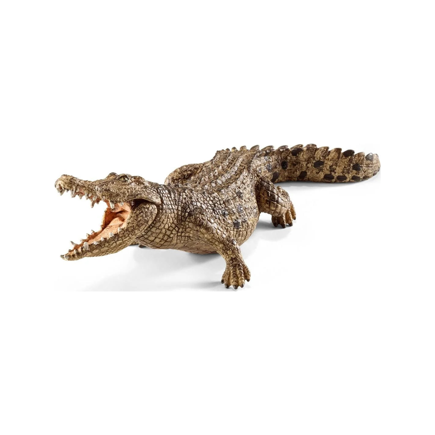 Crocodile (normalized)