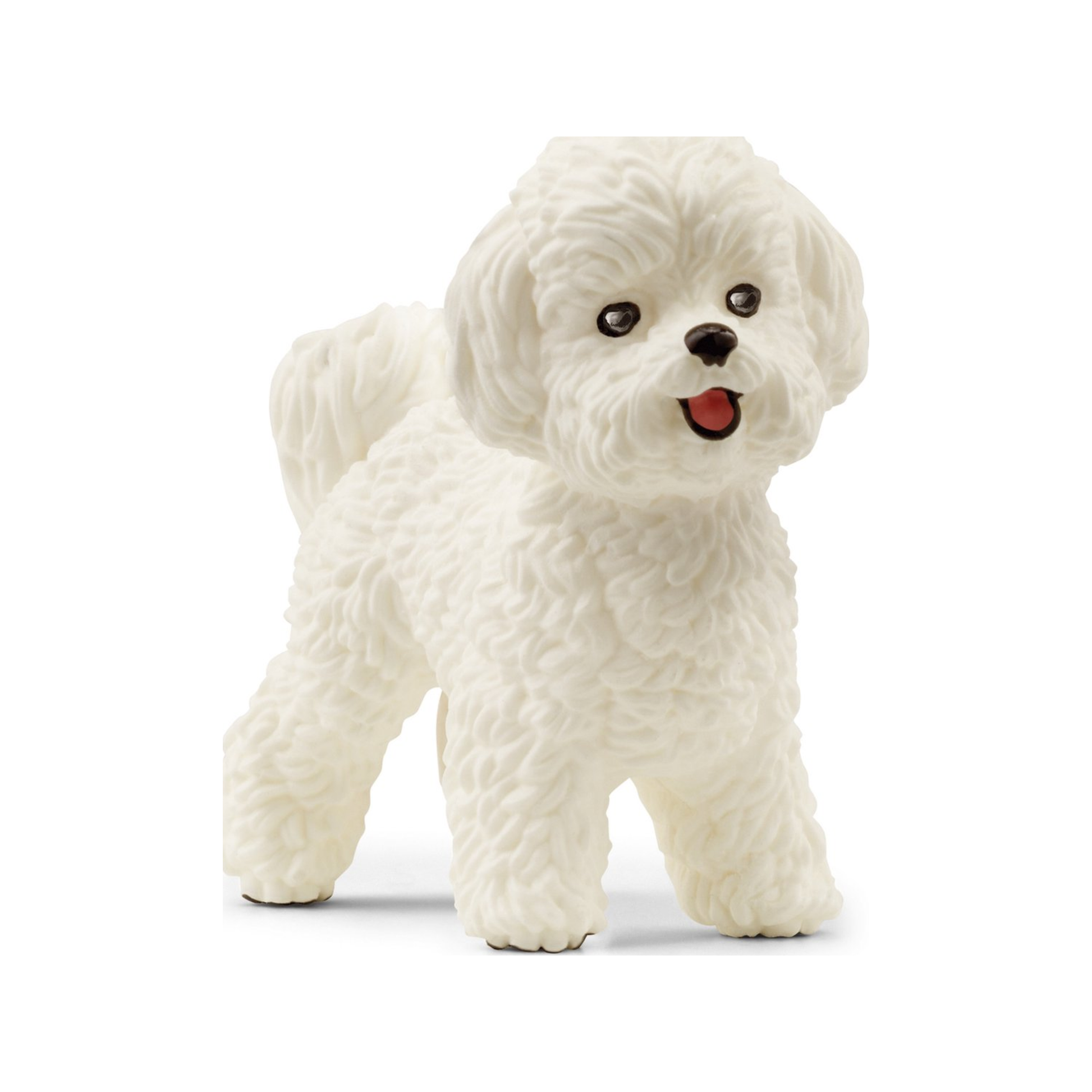 Bichón maltés (normalizado)