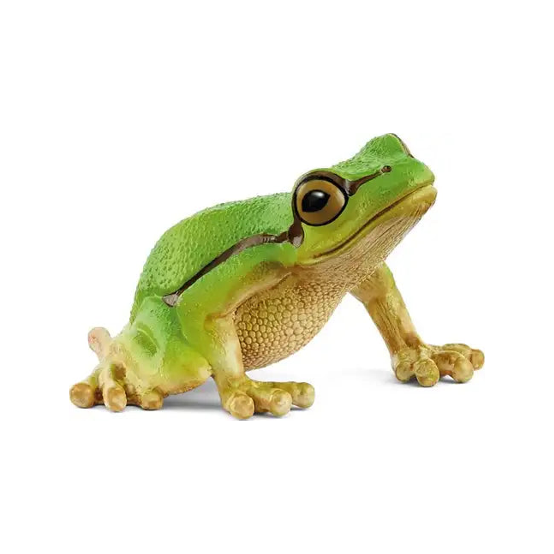European Tree Frog (normalized)