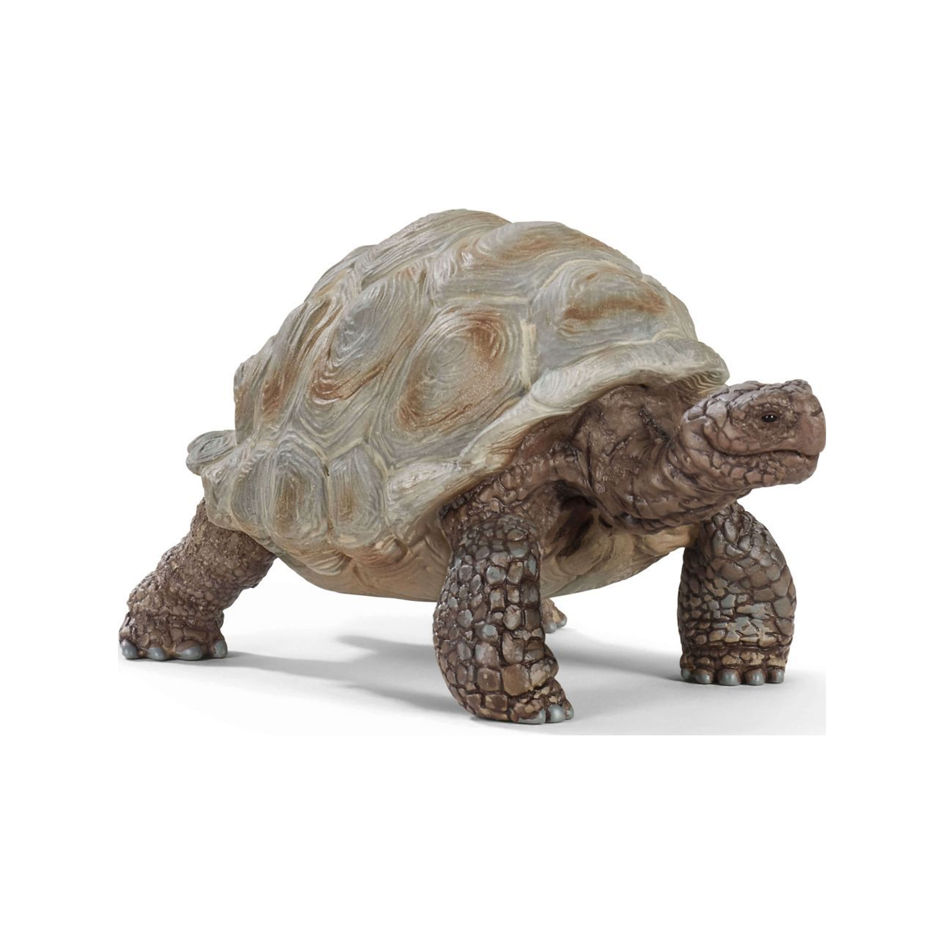 Reuzenschildpad (genormaliseerd)