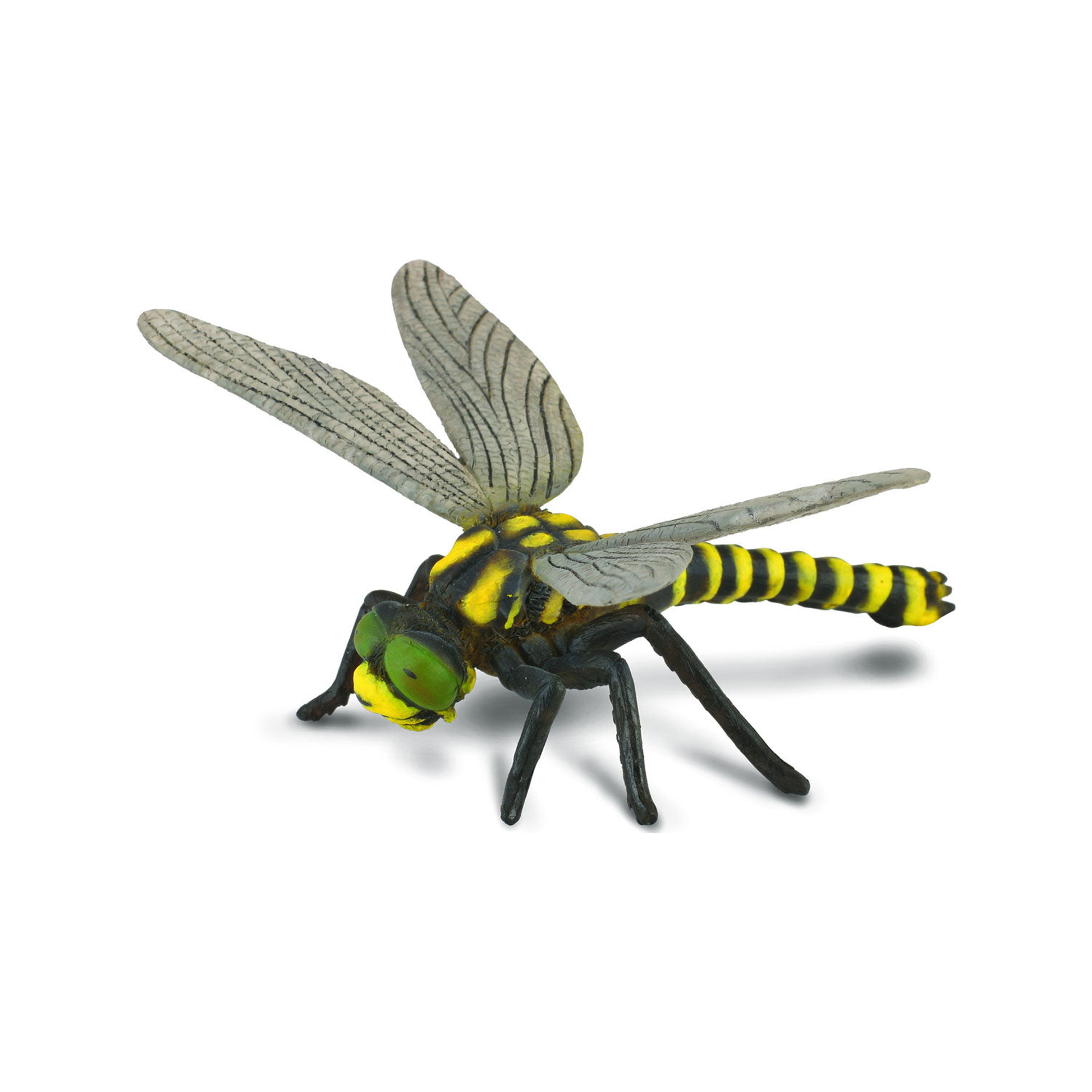 Golden ringed dragonfly (normalized)