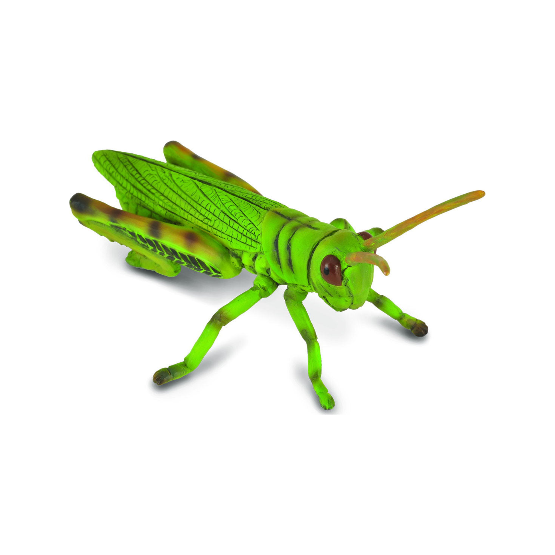 Grasshopper (normalized)