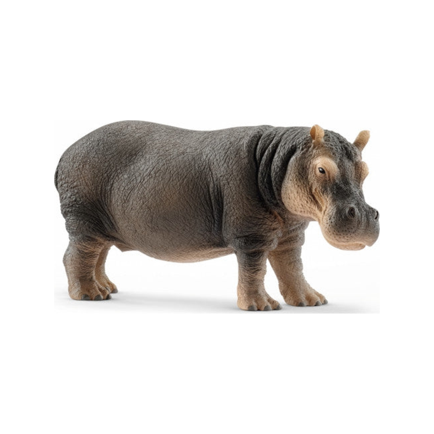 Hippopotame (normalisé)
